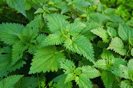 Stinging nettle or common nettle, Urtica dioica, perennial flowering plant