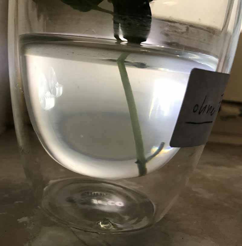 Basilikum-Experiment-mit-UMH-Wasser
