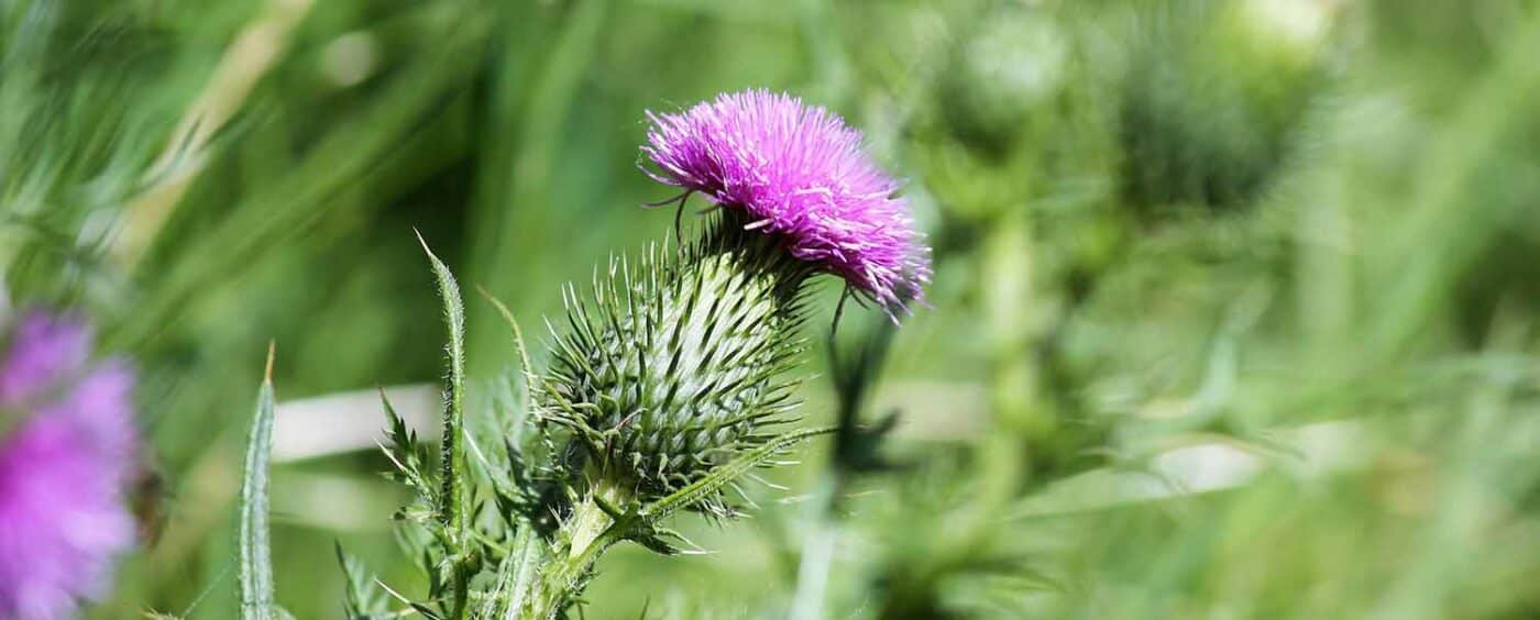 Beitragsbild Mariendistel schuetzt die Leber