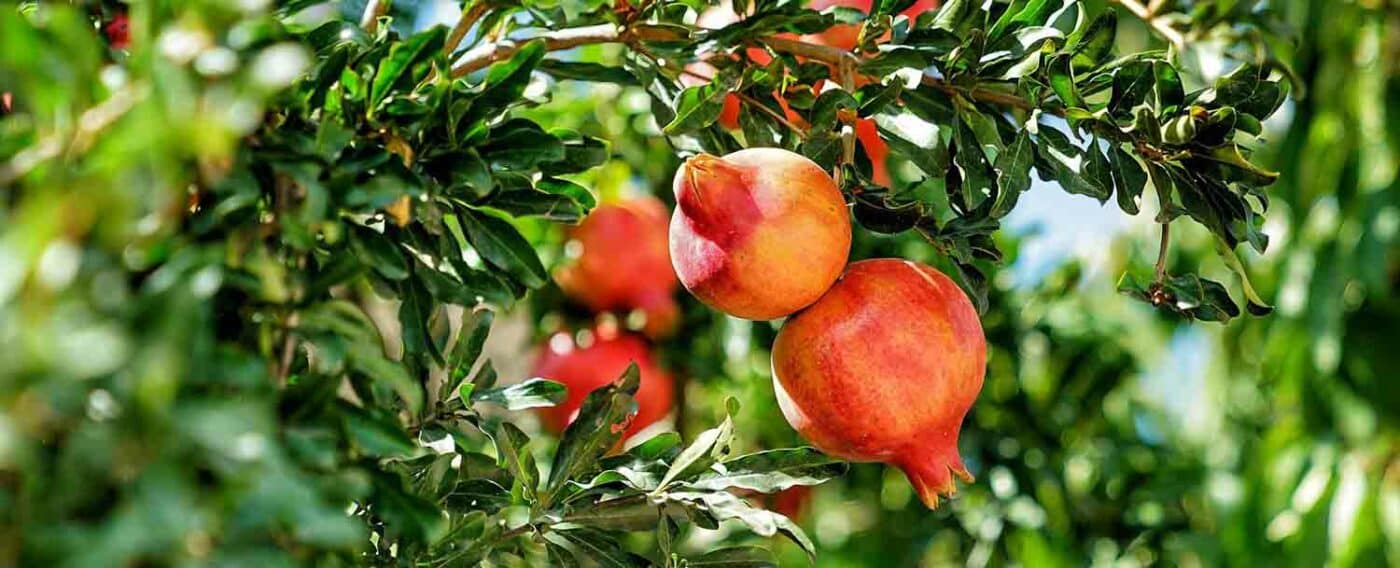 Beitragsbild Granatapfel schälen entkernen entsaften